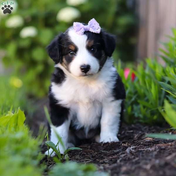 Violet, Miniature Australian Shepherd Puppy